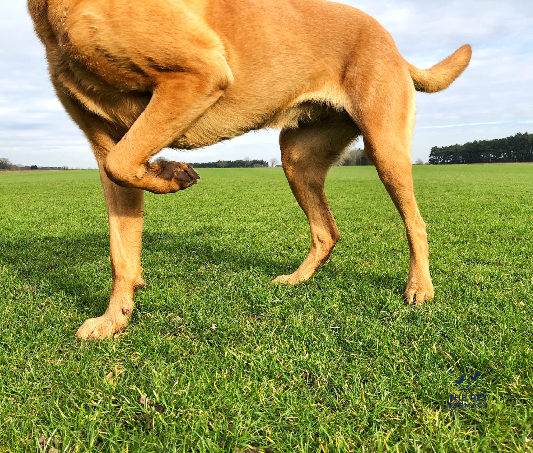 Supporting Your Dog’s Mobility Naturally with Osteo TruBenefits® | The Pet Farmacy