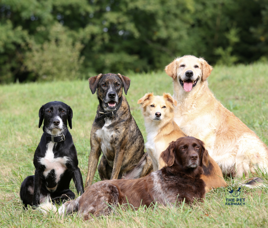 Supporting Your Pet’s Natural Detoxification Pathways with Biotoxin Binder