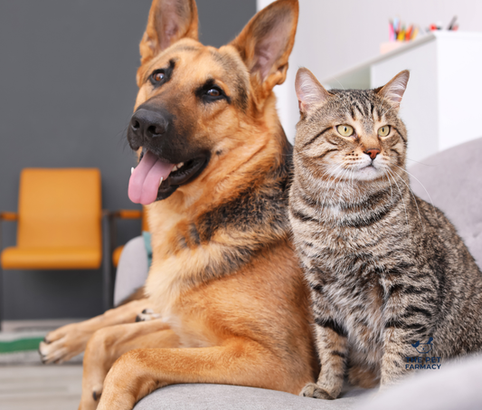 Why Your Pet’s Gut Health Matters: Exploring Visbiome for Dogs and Cats