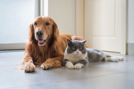 Dental Health for Pets: How to Keep Your Pet’s Smile Healthy