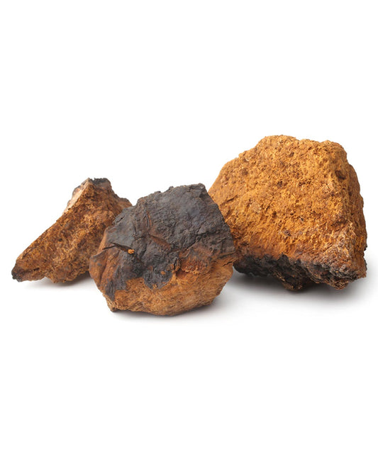 Chaga Mushroom Extract 8:1