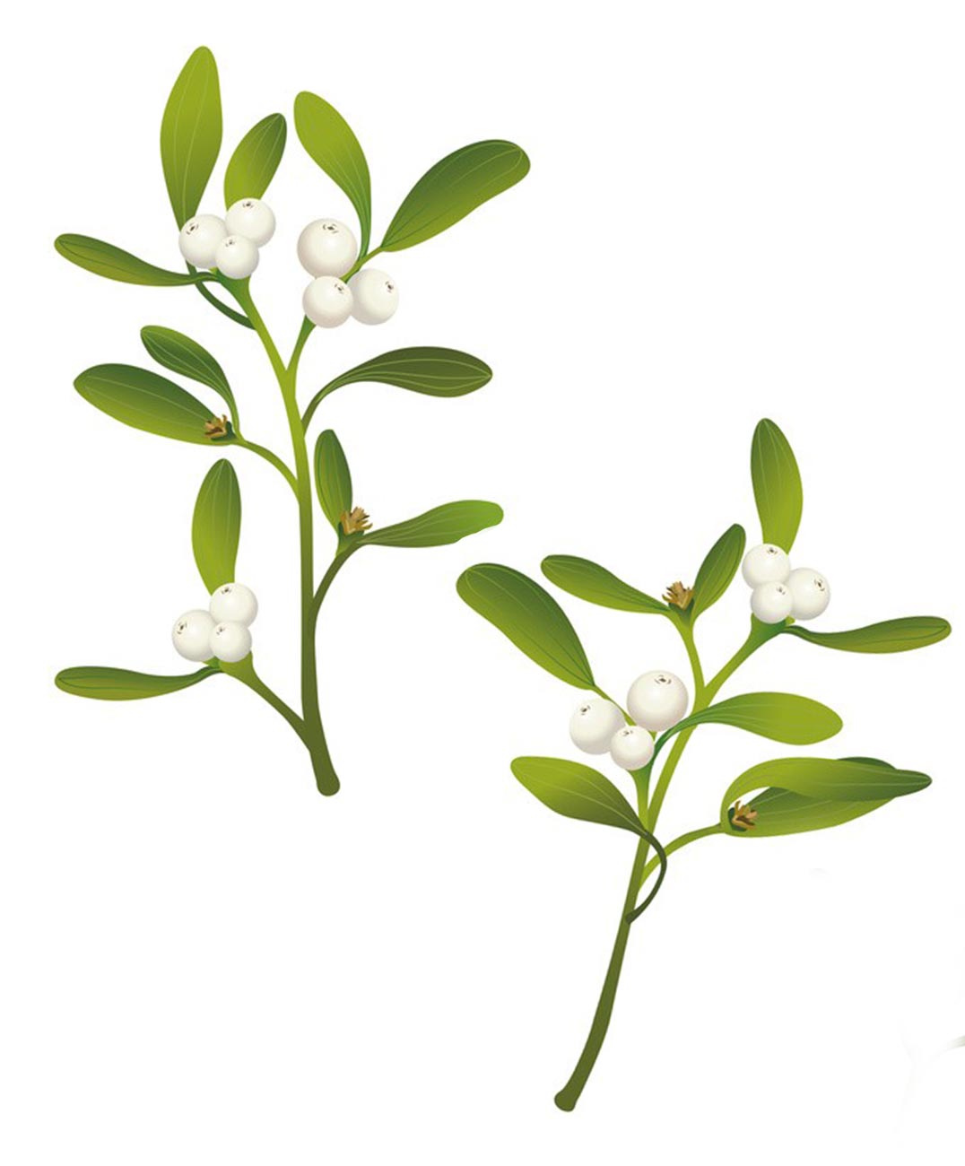 Mistletoe (Viscum album) Pini